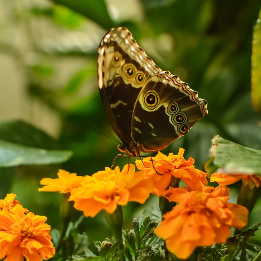 Dubai Butterfly Garden social media graphic design variant